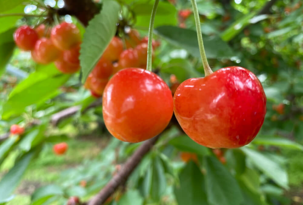 과일 따기（체리 따기）